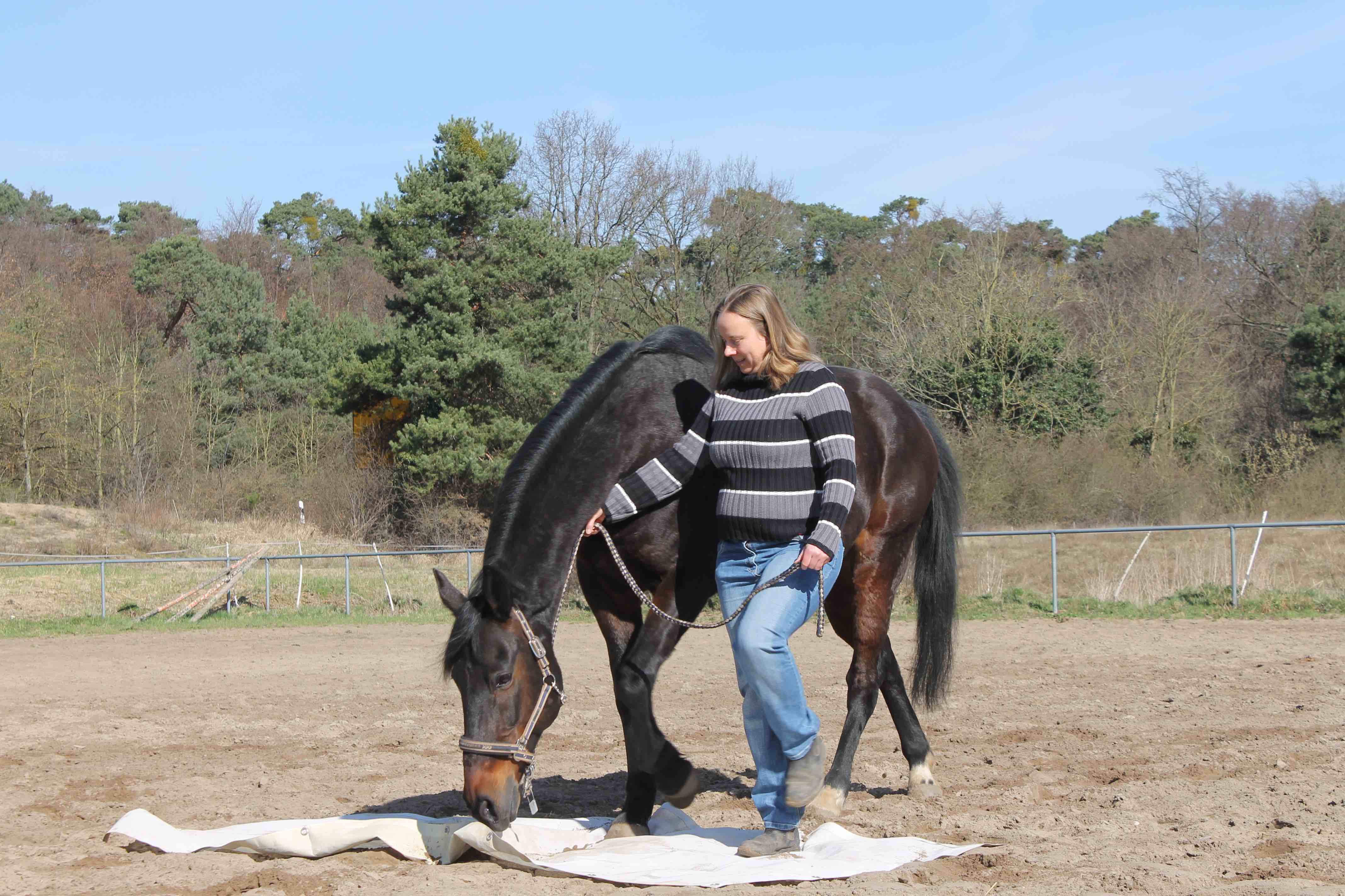 Horse Based Training