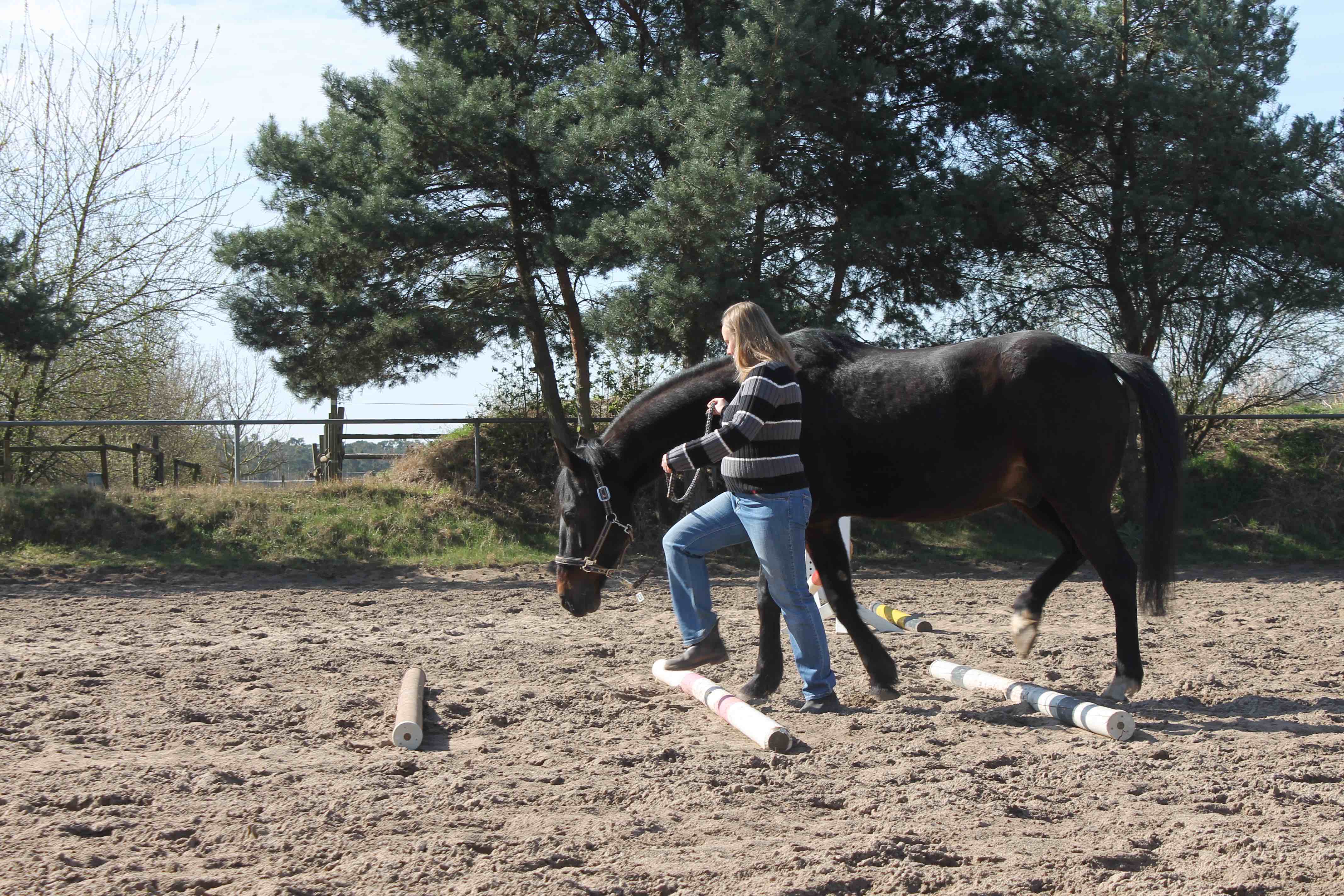 Horse Based Training