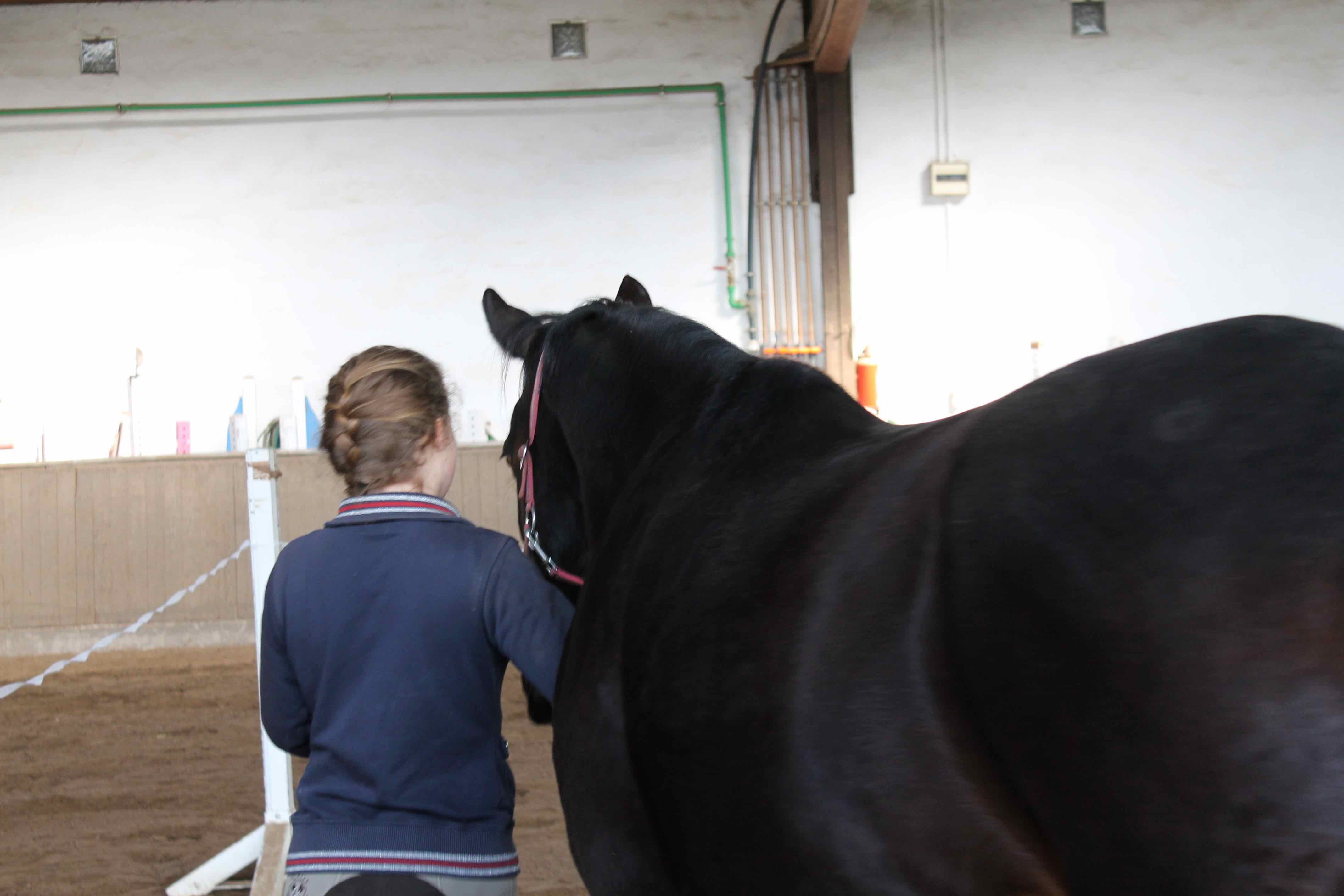 Horse Based Training